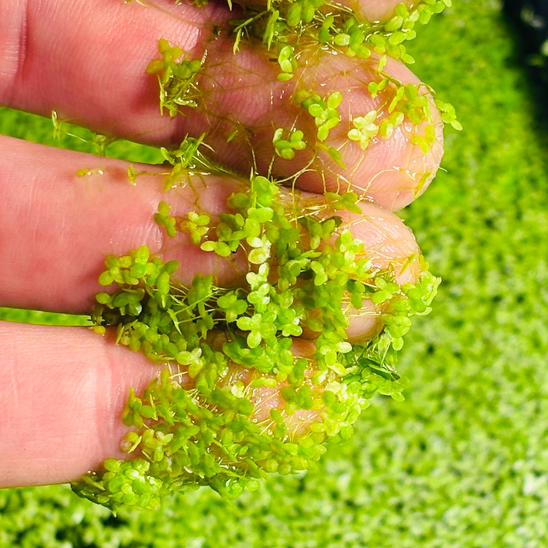 Duckweed Lemna Minor 1000+ Plants (25g approx)