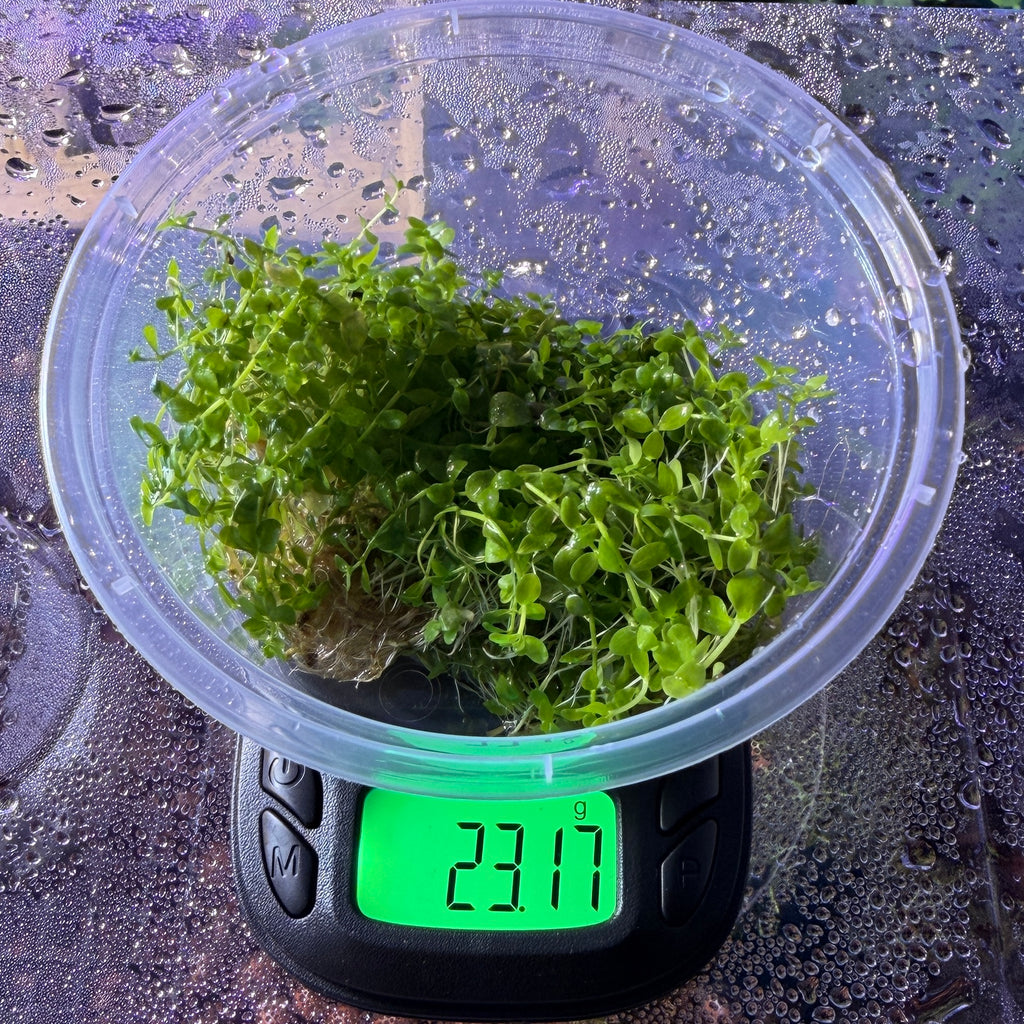 Micranthemum Monte Carlo (Micranthemum tweedei - 20g portion)