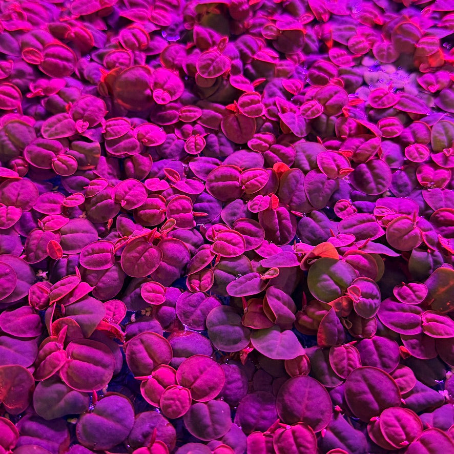 Red Root Floaters Colour Mix ( x12 Plants) Red and Peach Varieties Phyllanthus