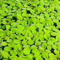 Water spangles Salvinia minima (x50 plants)
