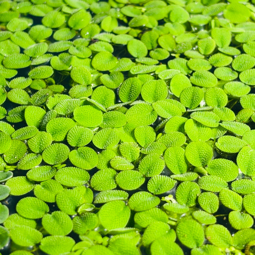 Water spangles Salvinia minima (x50 plants)