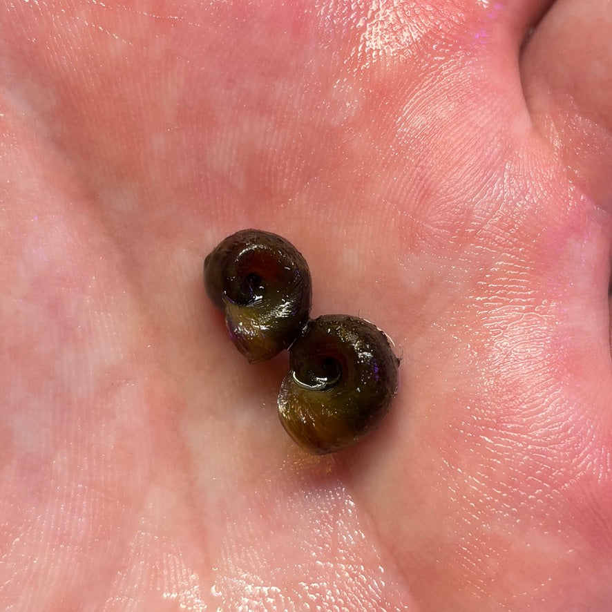 Ramshorn Snails x12 Pack - Mixed Colours (Planorbidae sp.)