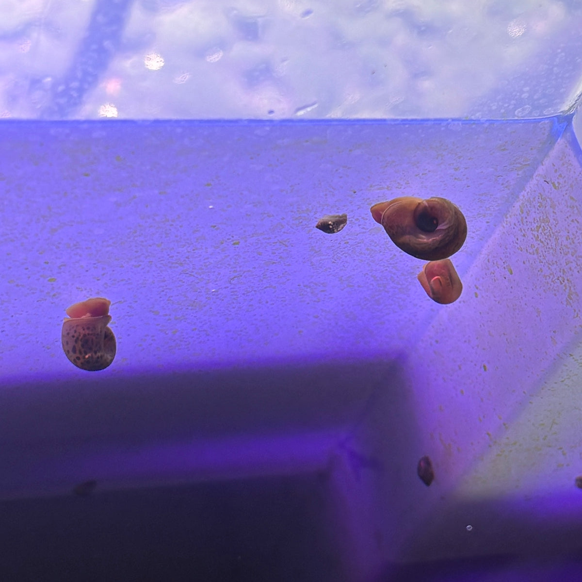 Ramshorn Snails x6 Pack - Mixed Colours (Planorbidae sp.)