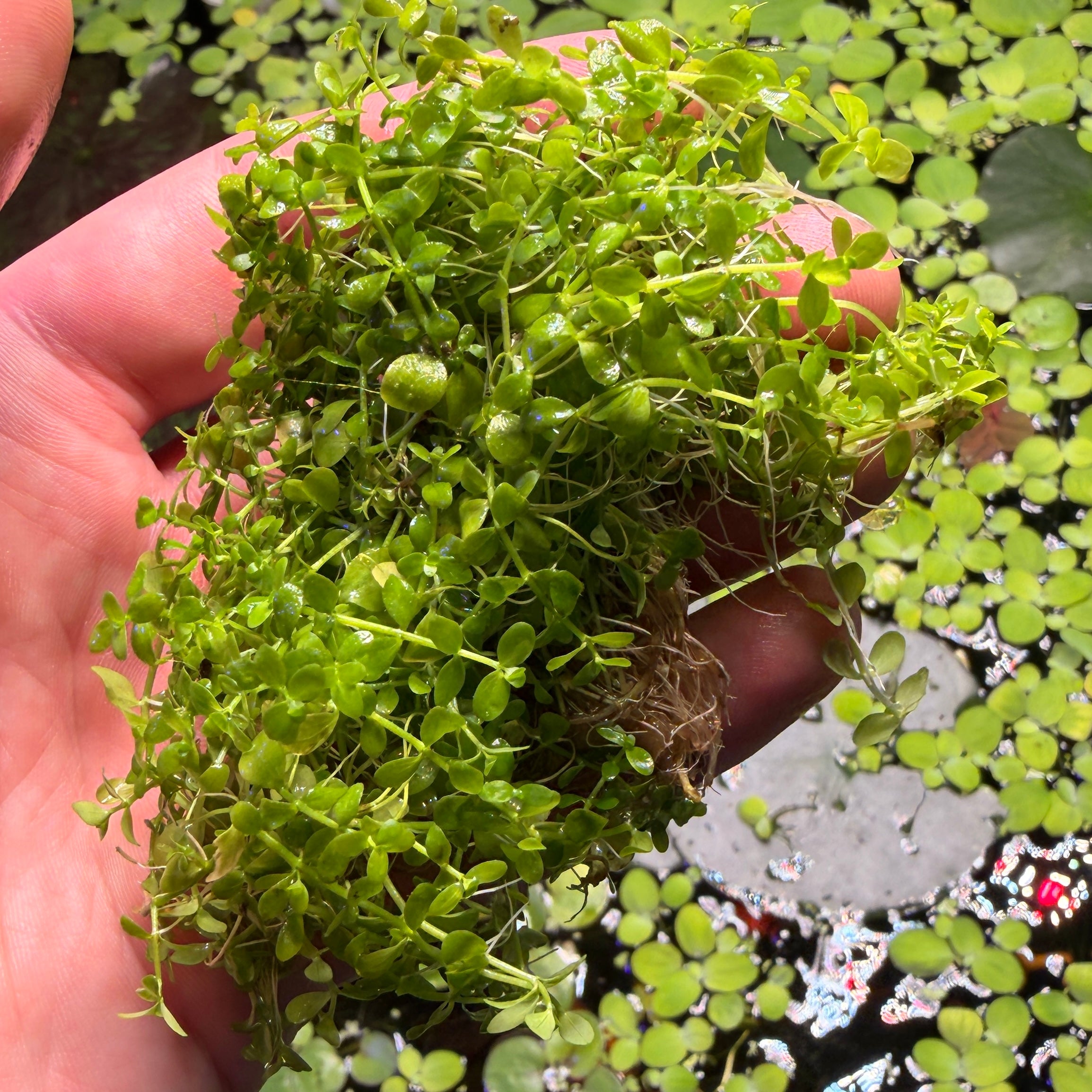 Micranthemum Monte Carlo (Micranthemum tweedei - 20g portion)
