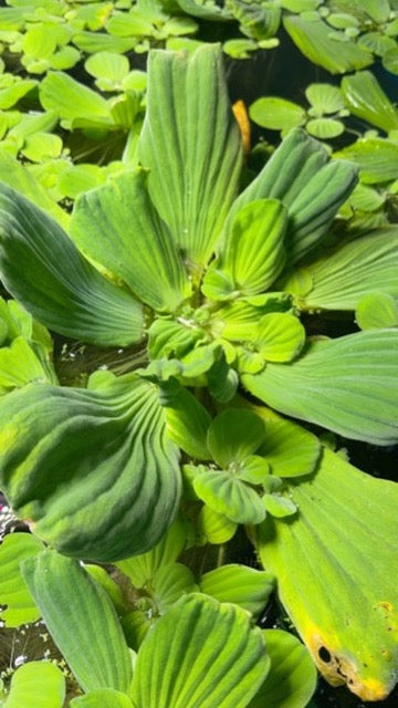 XXL Giant Water Lettuce Pistia Stratiotes