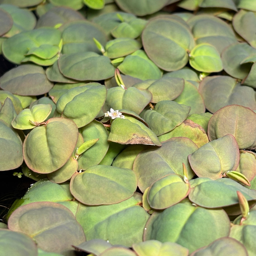 Red Root Floaters Rare XL Peach Variety Phyllanthus fluitans x 25 Plants