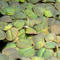 Red Root Floaters Rare XL Peach Variety Phyllanthus fluitans x 25 Plants