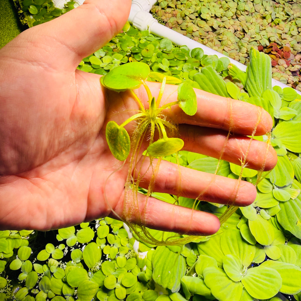 Amazon Frogbit Limnobium Laevigatum (x12 plants)