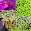 50 Plant Nano Floaters Mix (Red Root, Spangles, Frogbit, Water Lettuce)
