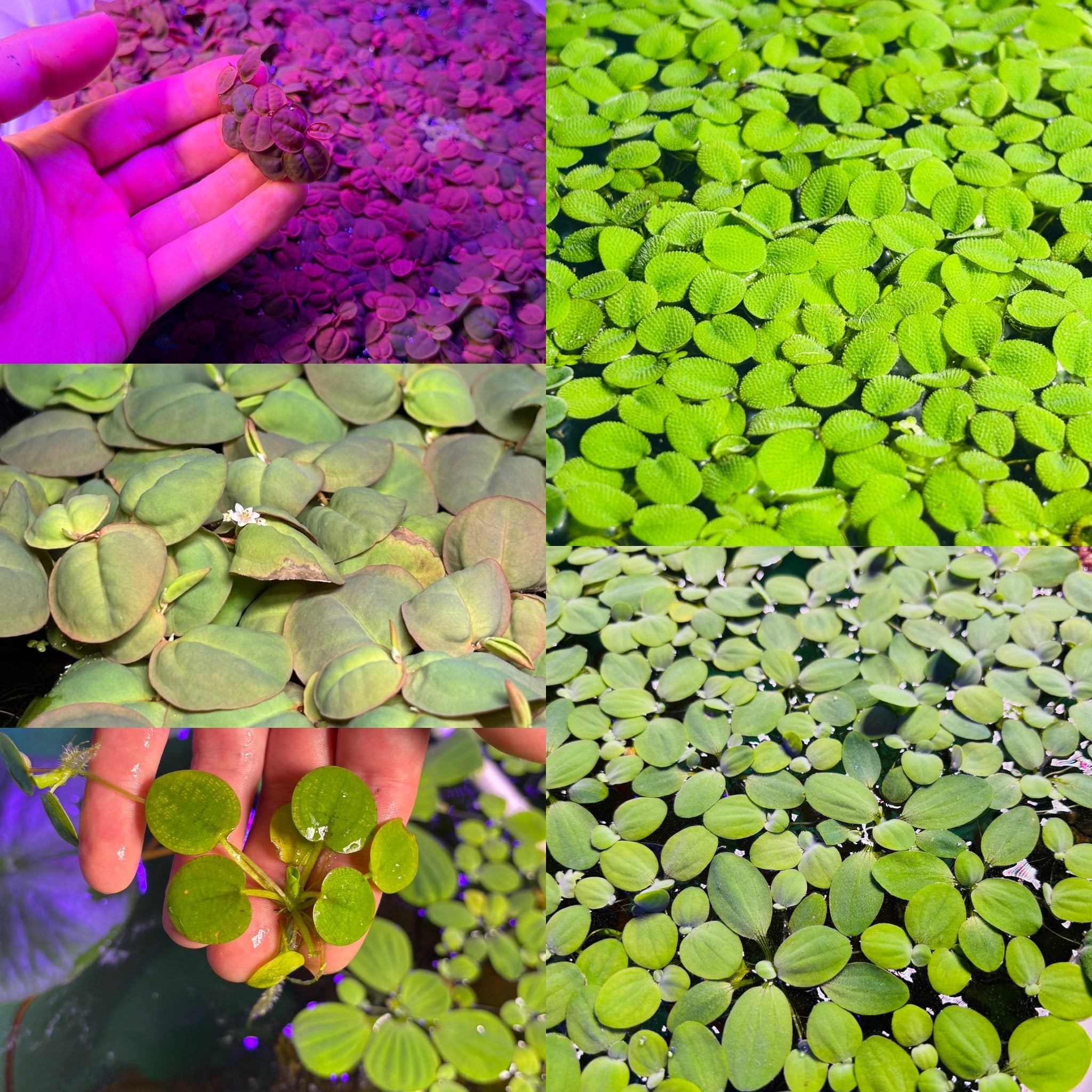 50 Plant Nano Floaters Mix (Red Root, Spangles, Frogbit, Water Lettuce)