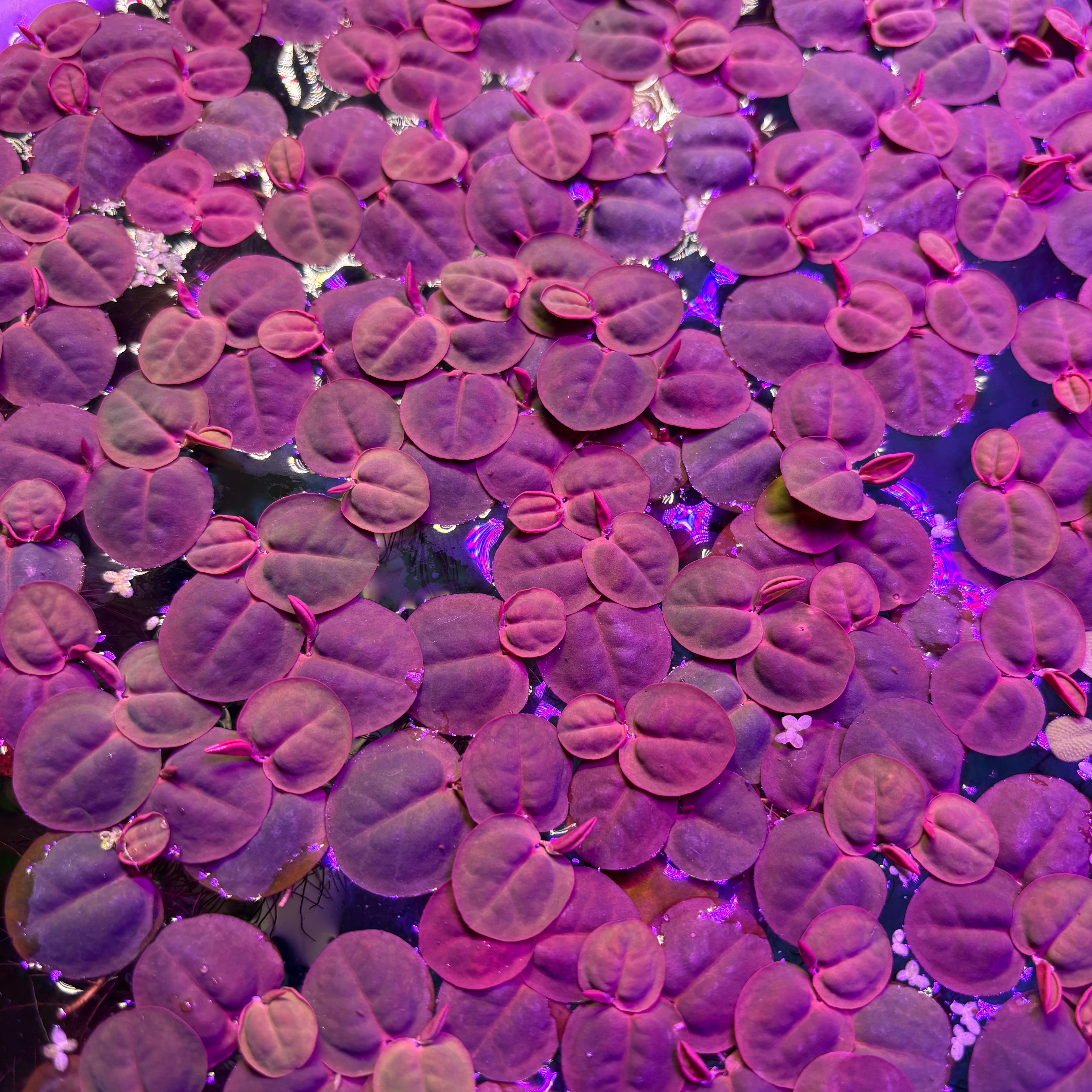 Red Root Floaters Phyllanthus Fluitans (x50 Plants) Extra Red Variety