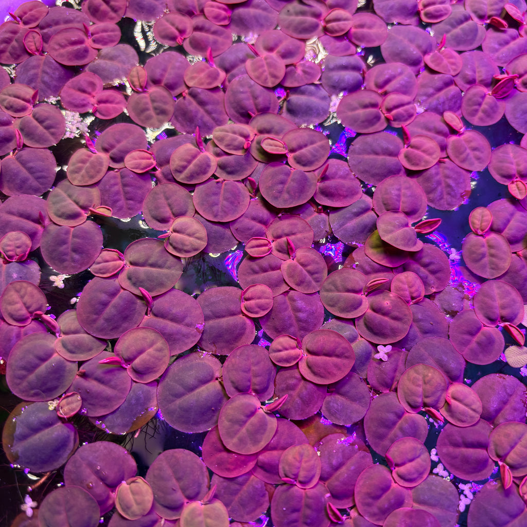 50 Plant Nano Floaters Mix (Red Root, Spangles, Frogbit, Water Lettuce)
