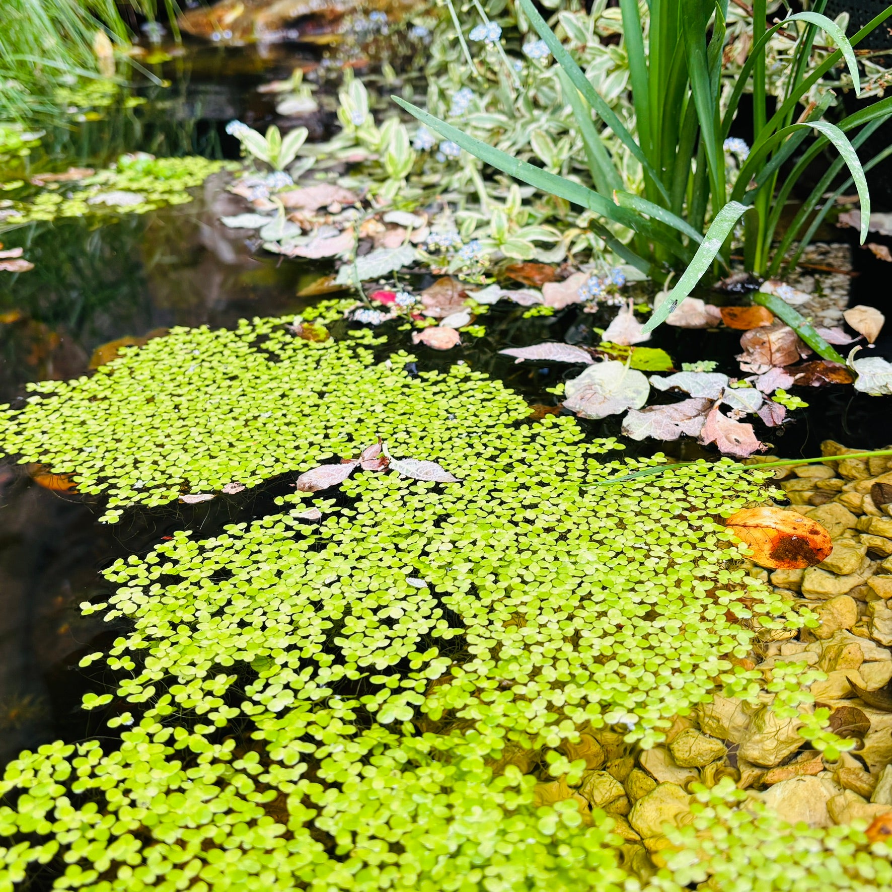 Duckweed Lemna Minor 1000+ Plants (25g approx)