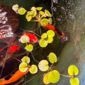 Amazon Frogbit Limnobium Laevigatum (x12 plants)