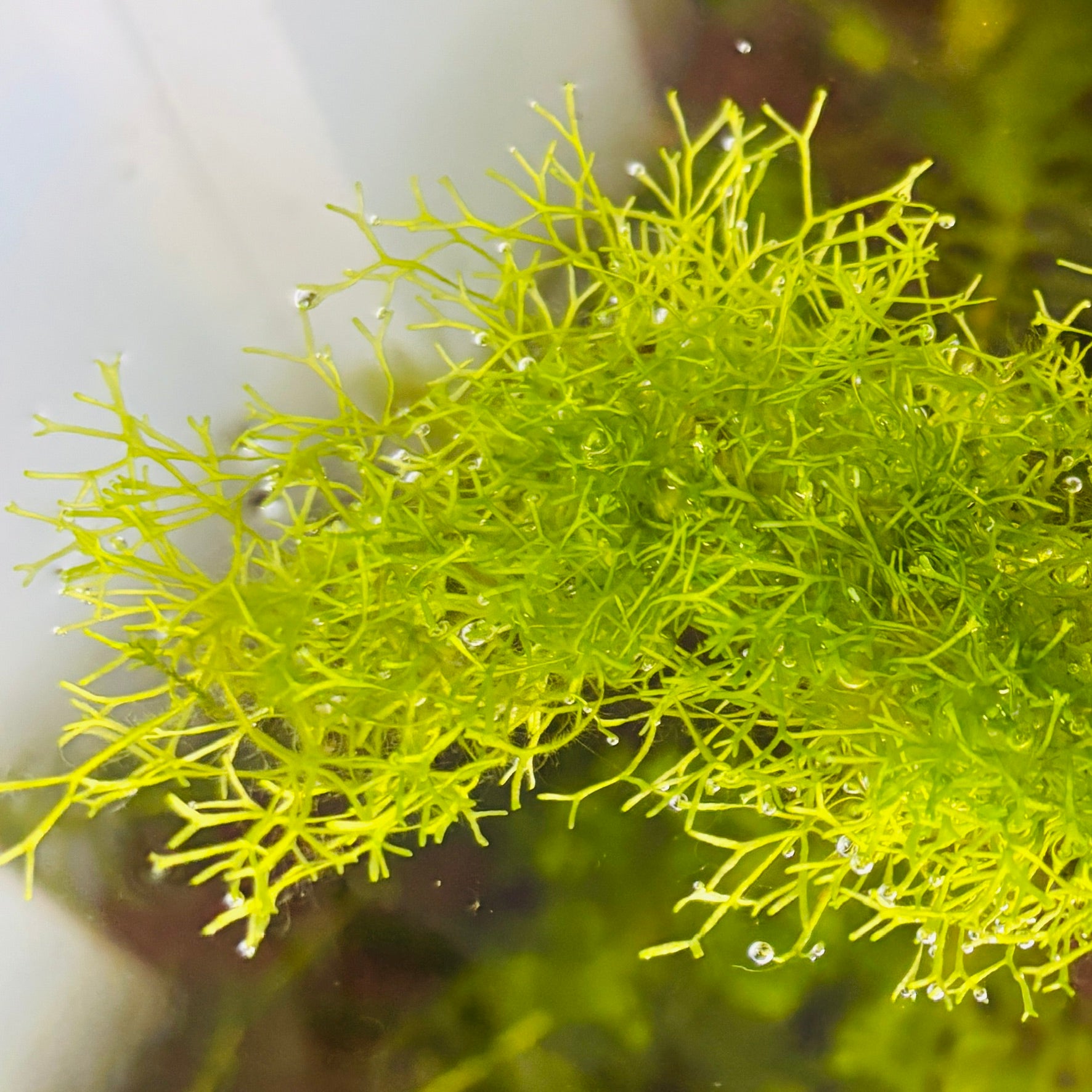 Crystalwort, Riccia Fluitans (10g portion)