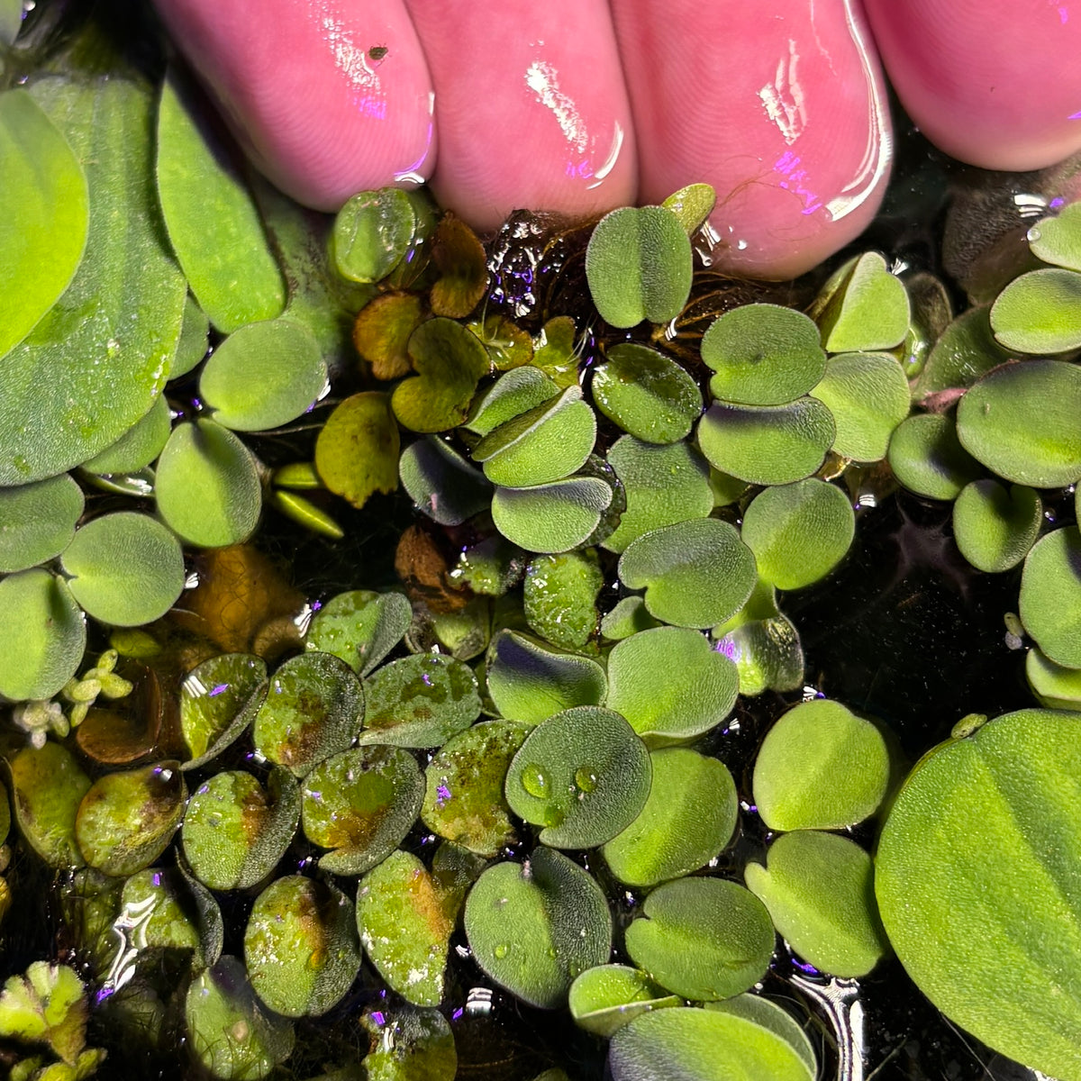 Salvinia cucullata, Hood-shaped Salvinia (Floating tropical plant)