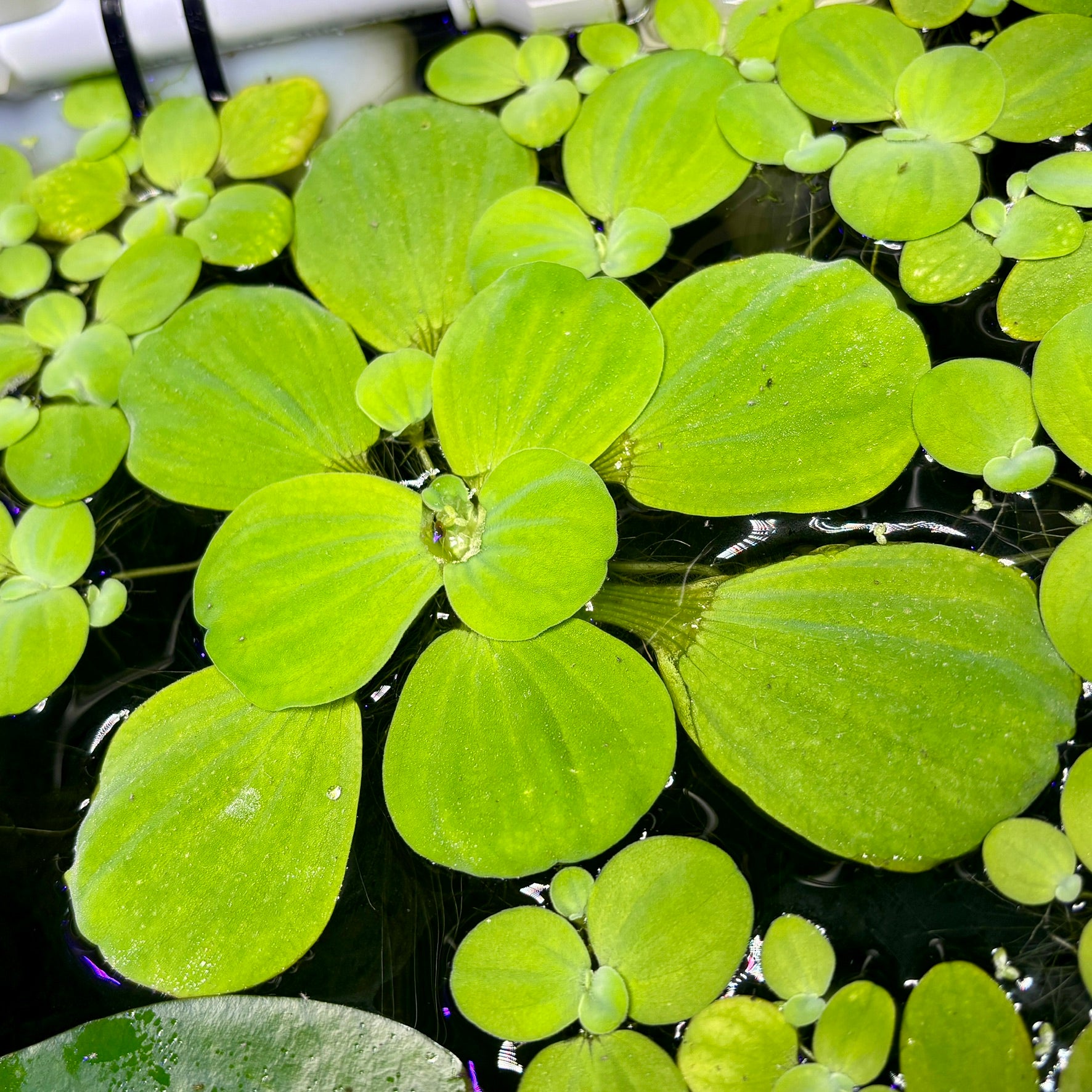 Jumbo/Giant Water Lettuce (Pistia stratiotes) x 3 Plants