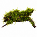 Weeping Moss Grown on Bog Wood (Vesicularia ferriei)