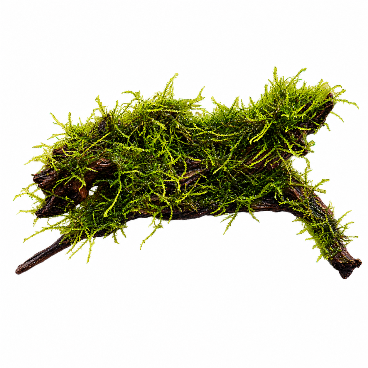 Weeping Moss Grown on Bog Wood (Vesicularia ferriei)