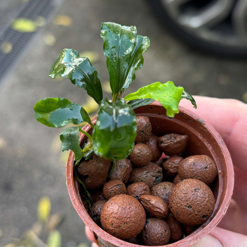 Bucephalandra 'Red' (Bucephalandra sordidula var. 'red')