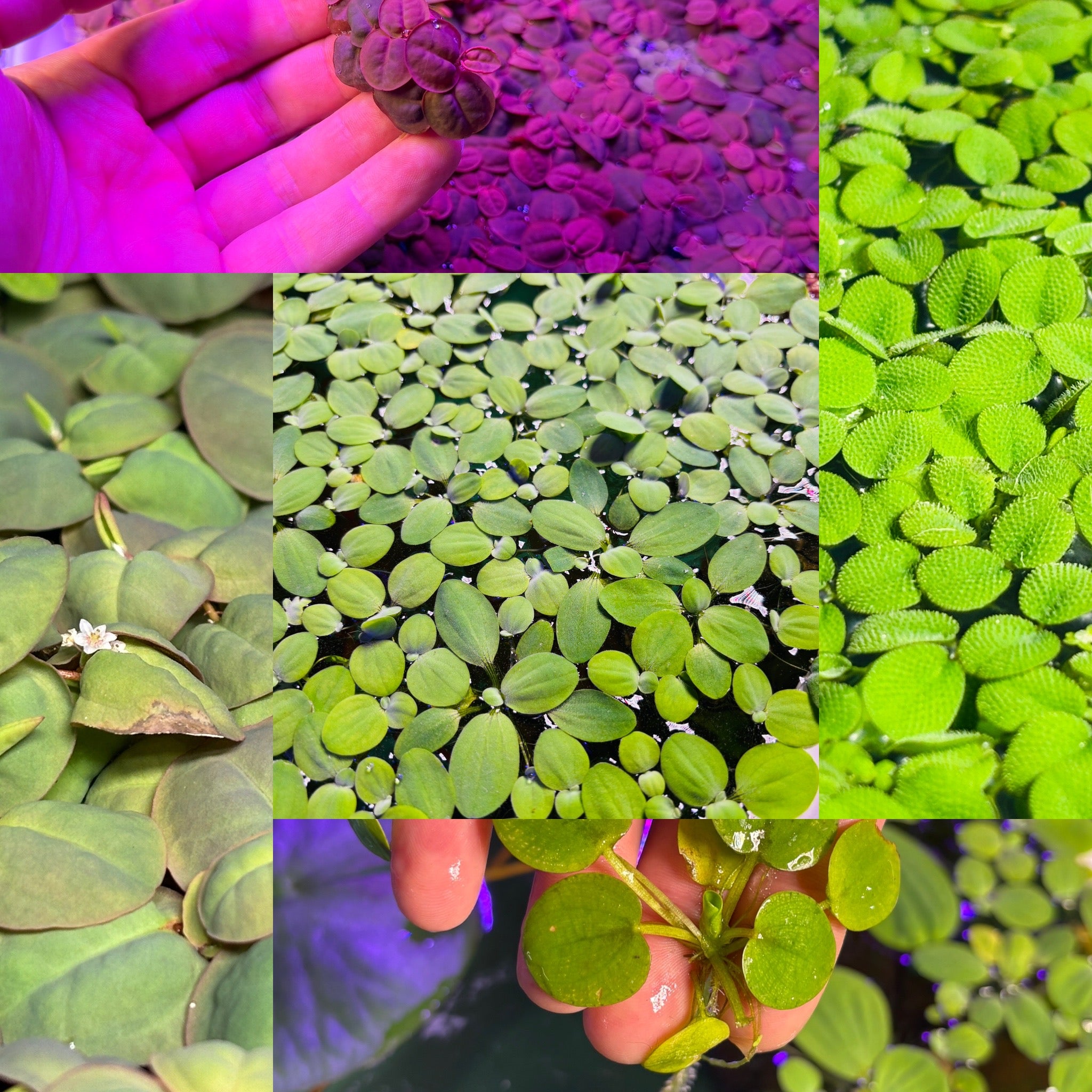 50 Plant Nano Floaters Mix (Red Root, Spangles, Frogbit, Water Lettuce)