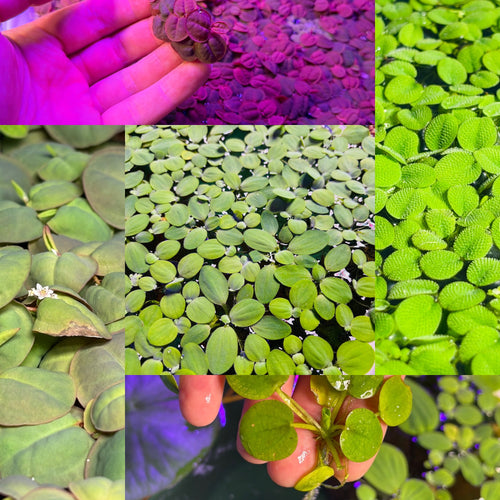 50 Plant Nano Floaters Mix (Red Root, Spangles, Frogbit, Water Lettuce)