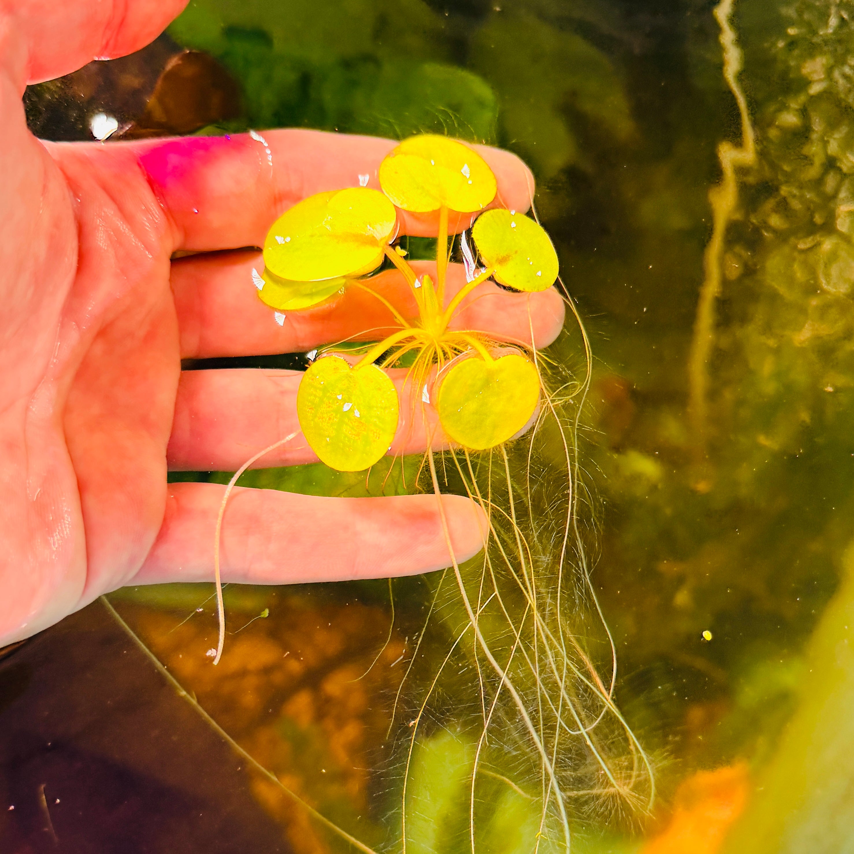 Amazon Frogbit Limnobium Laevigatum (x12 plants)