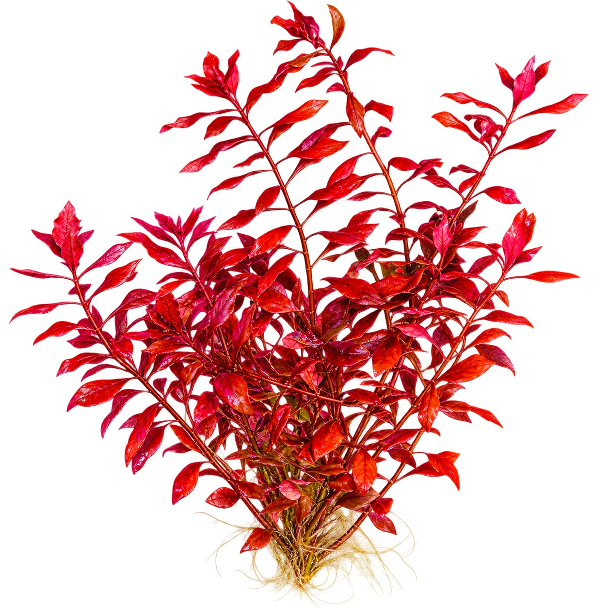 Ludwigia Palustris Super Red x 5 Stems
