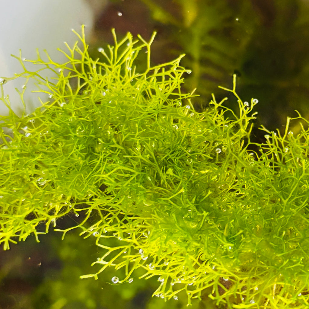 Crystalwort, Riccia Fluitans (10g portion)
