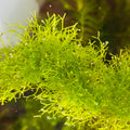 Crystalwort, Riccia Fluitans (10g portion)