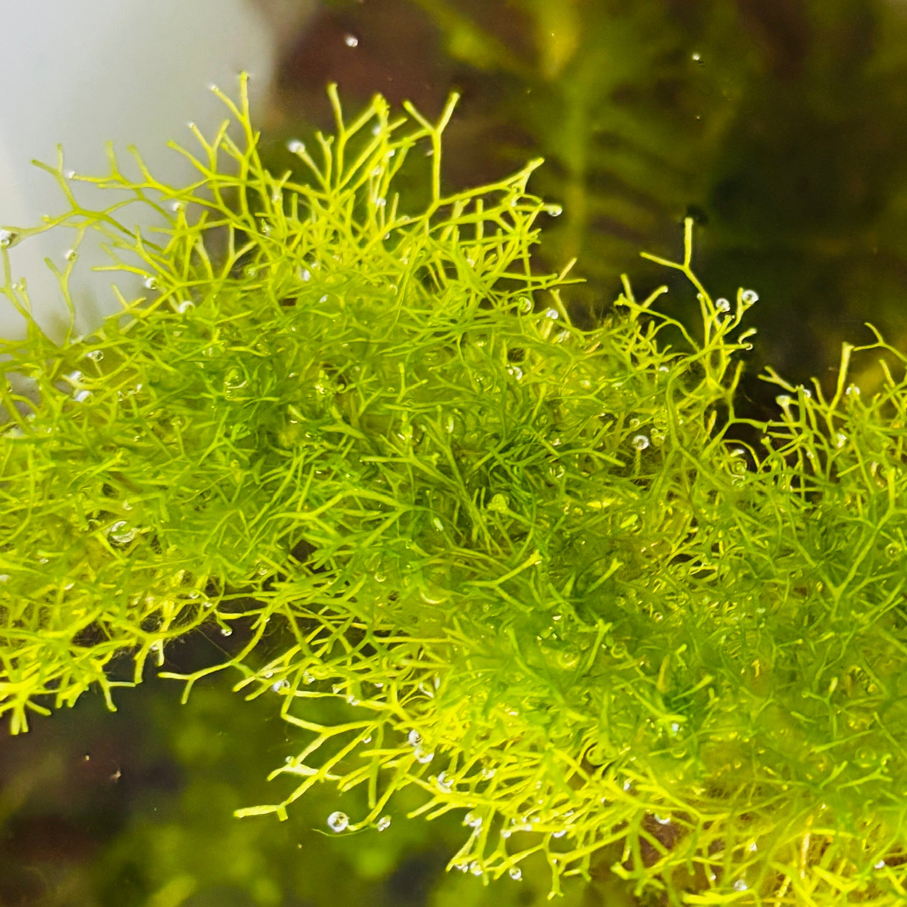 Crystalwort, Riccia Fluitans (10g portion)