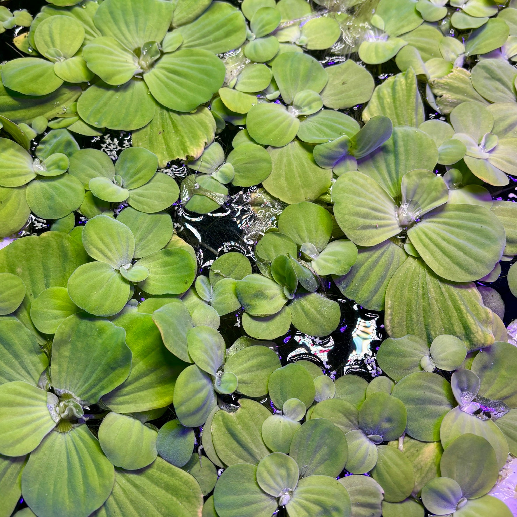 Jumbo/Giant Water Lettuce (Pistia stratiotes) x 3 Plants