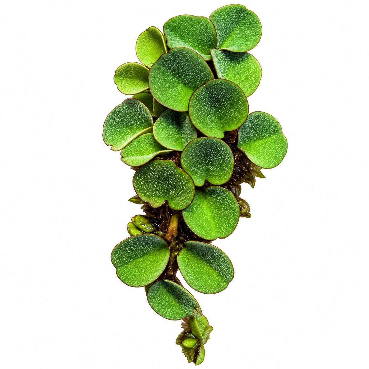 Salvinia cucullata, Hood-shaped Salvinia (Floating tropical plant)
