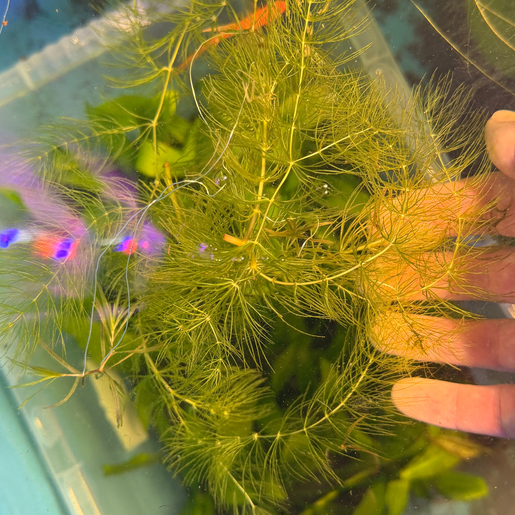Hornwort (Ceratophyllum demersum) 25g Portion