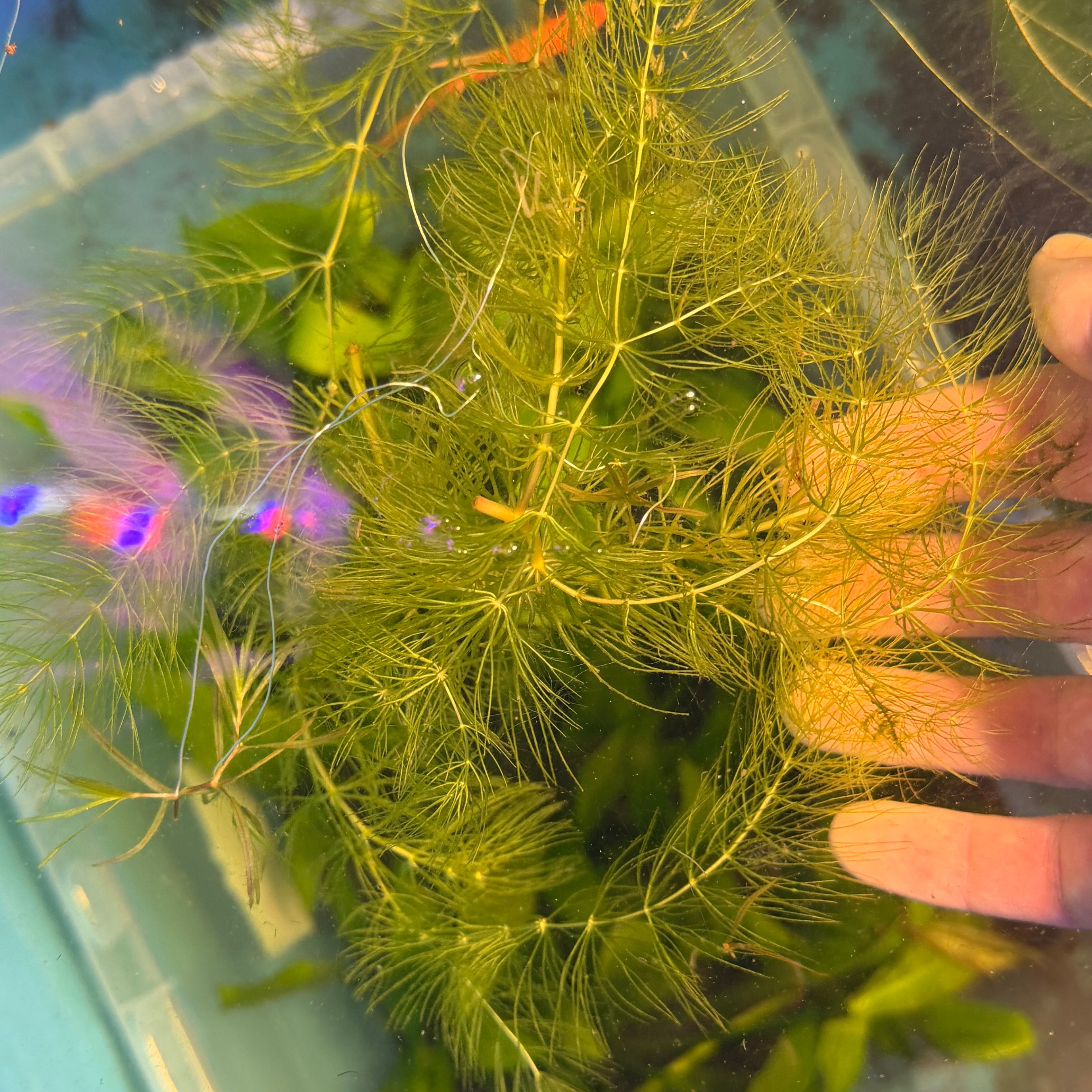 Hornwort (Ceratophyllum demersum) 25g Portion