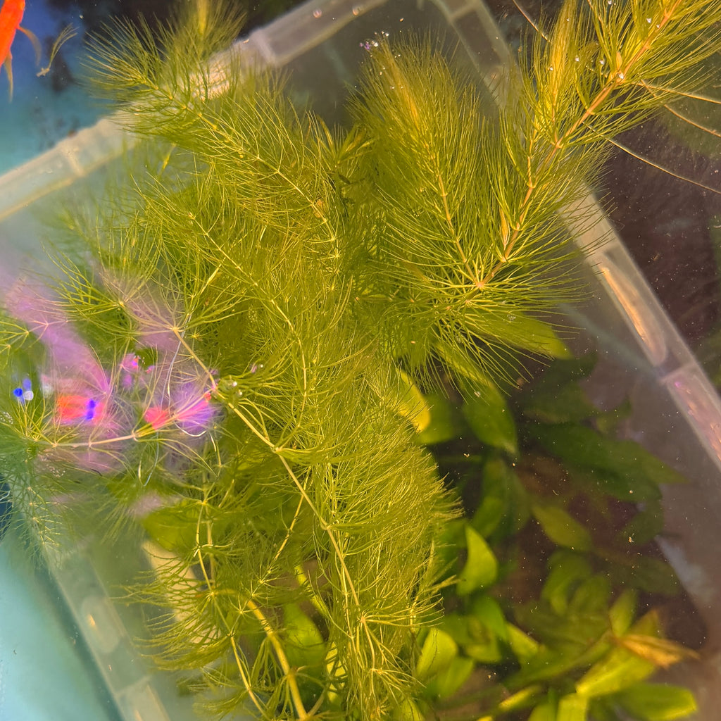 Hornwort (Ceratophyllum demersum) 25g Portion