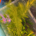 Hornwort (Ceratophyllum demersum) 25g Portion