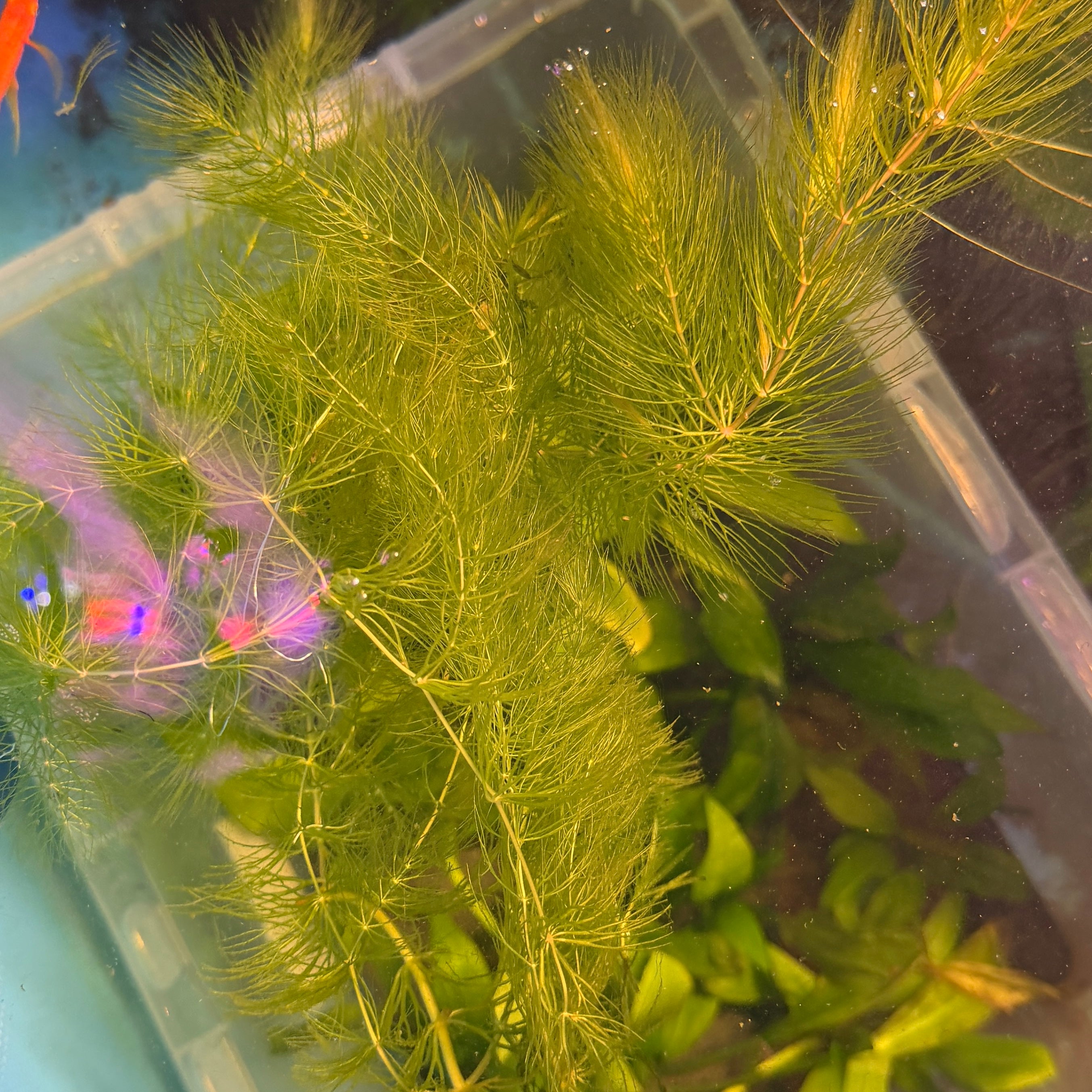 Hornwort (Ceratophyllum demersum) 25g Portion
