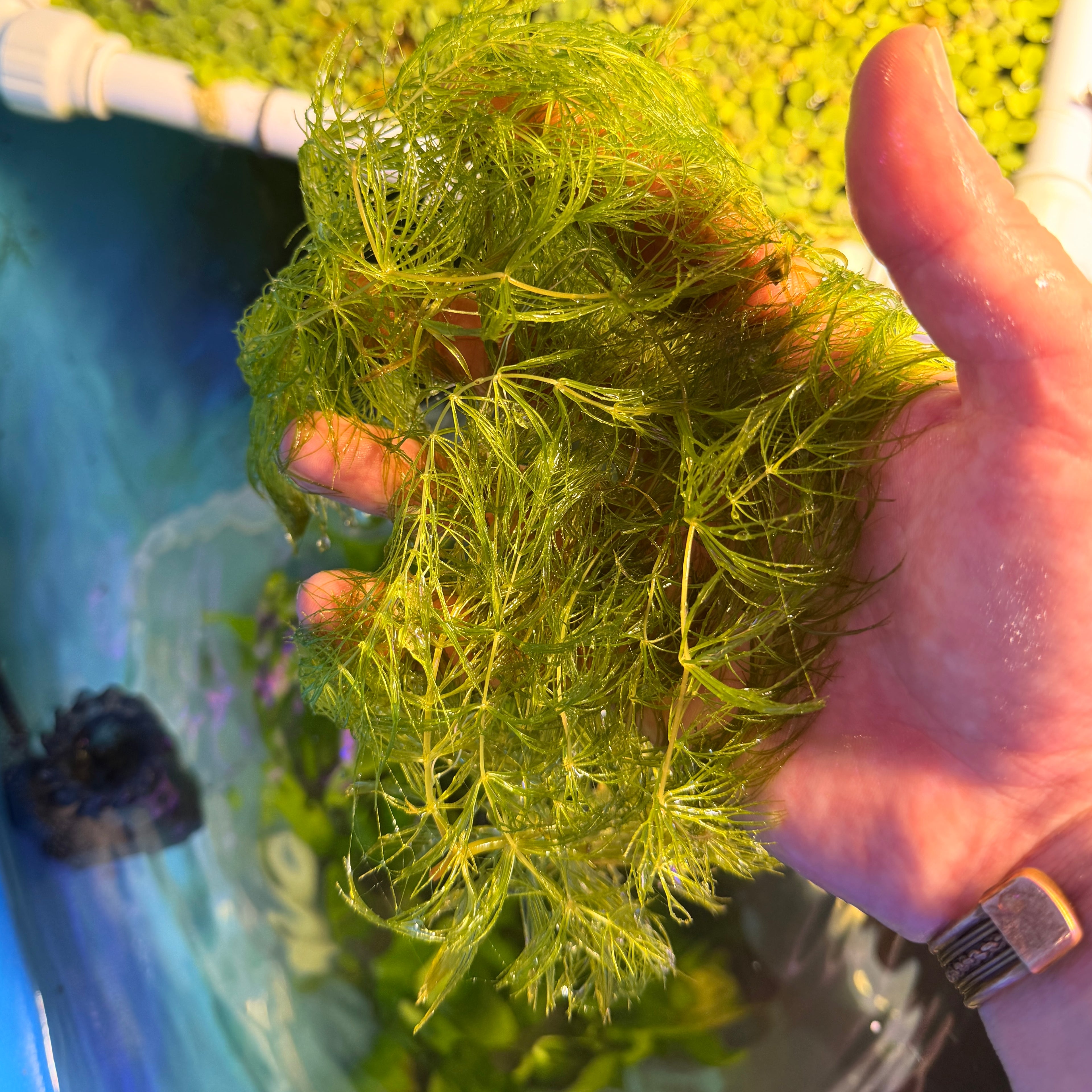 Hornwort (Ceratophyllum demersum) 25g Portion