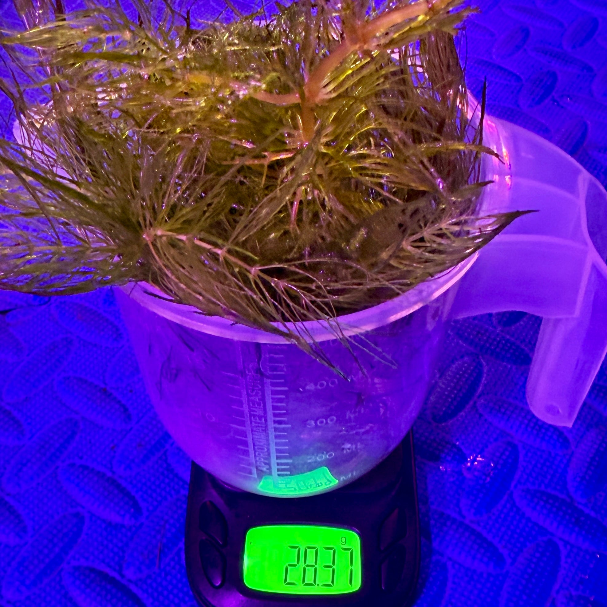 Hornwort (Ceratophyllum demersum) 25g Portion