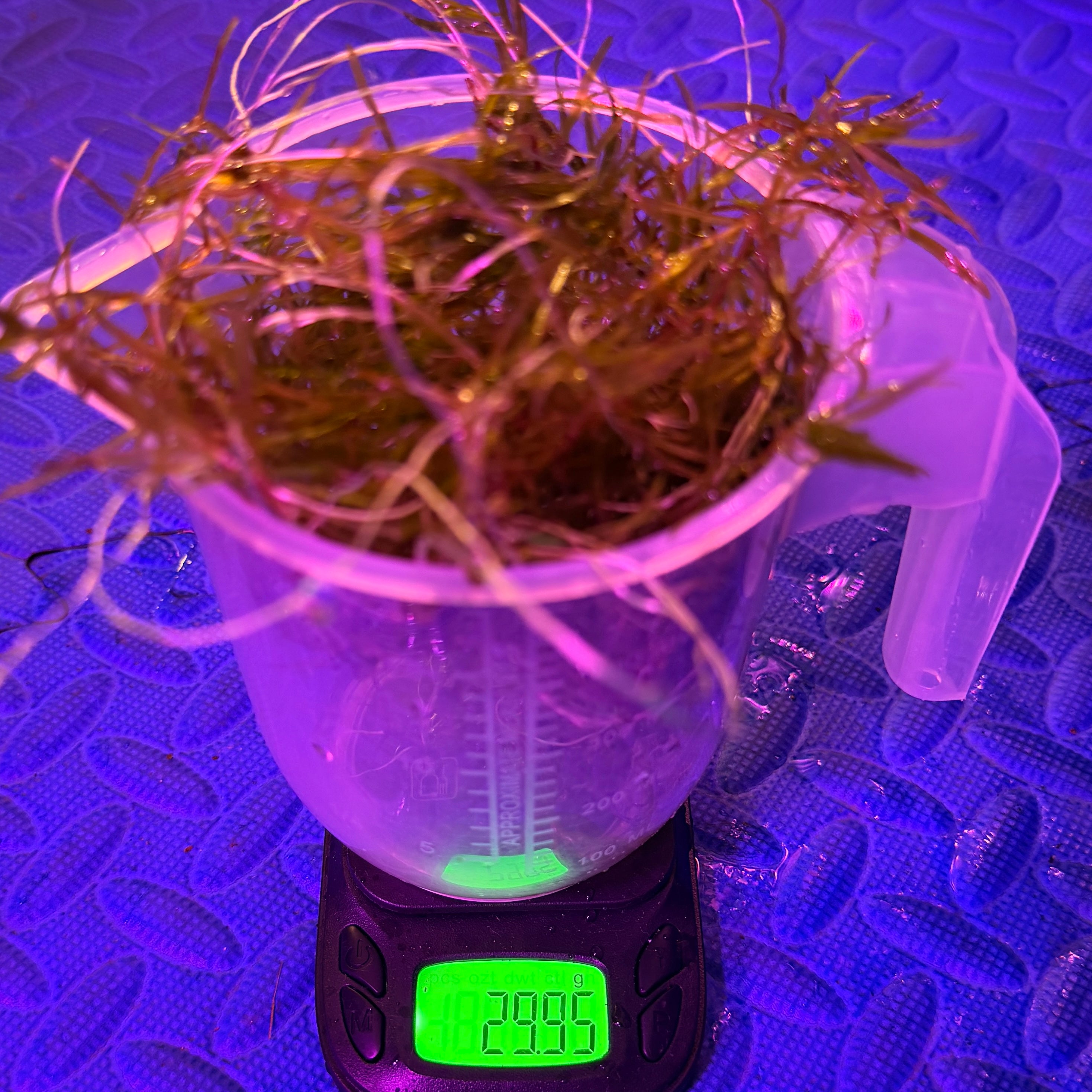 Guppy Grass (Najas guadalupensis / Najas indica) 25g Portion