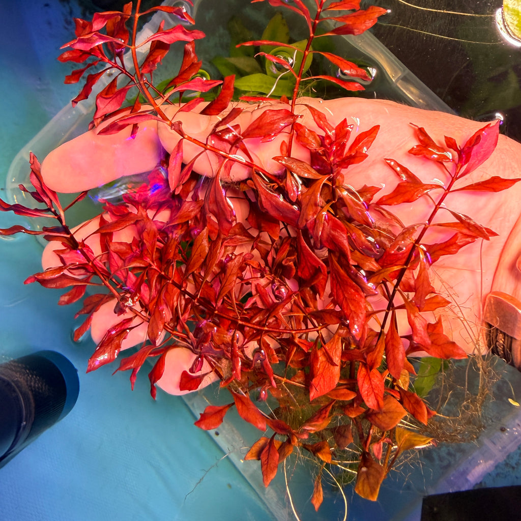 Ludwigia Palustris Super Red x 5 Stems