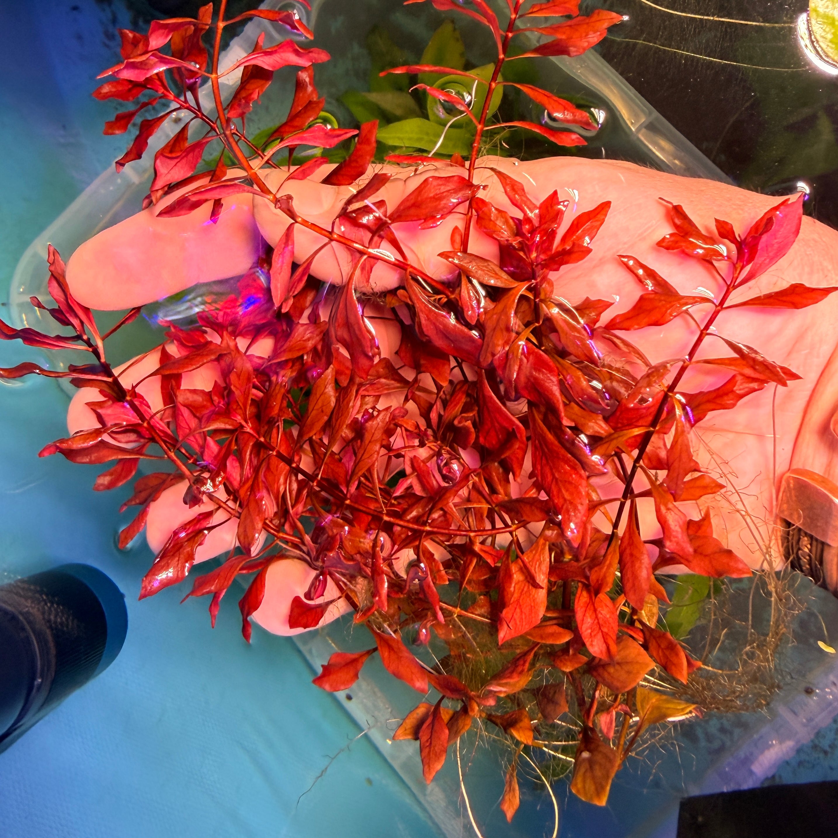 Ludwigia Palustris Super Red x 5 Stems
