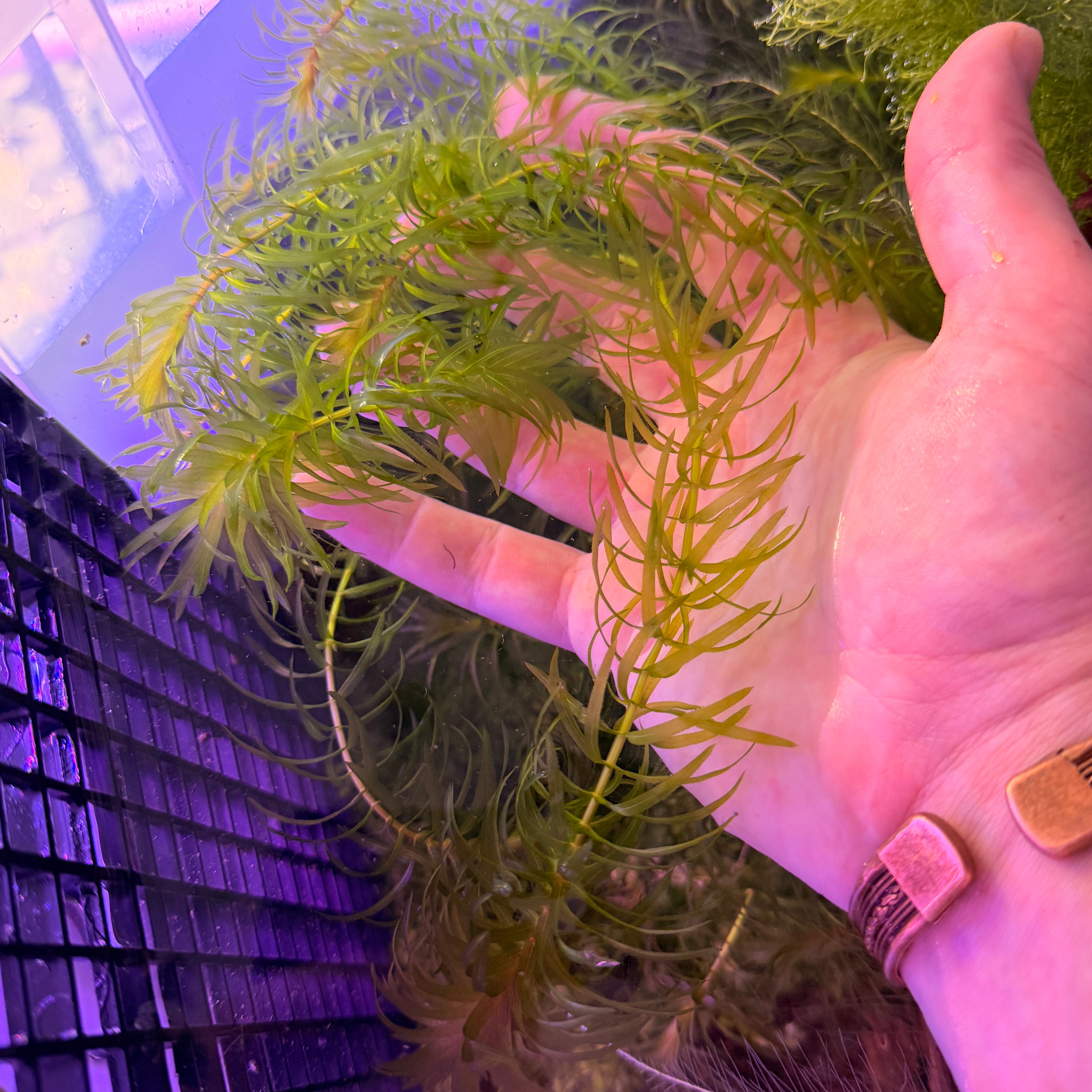 Elodea densa / Egeria densa oxygenating pond plant x5 stems