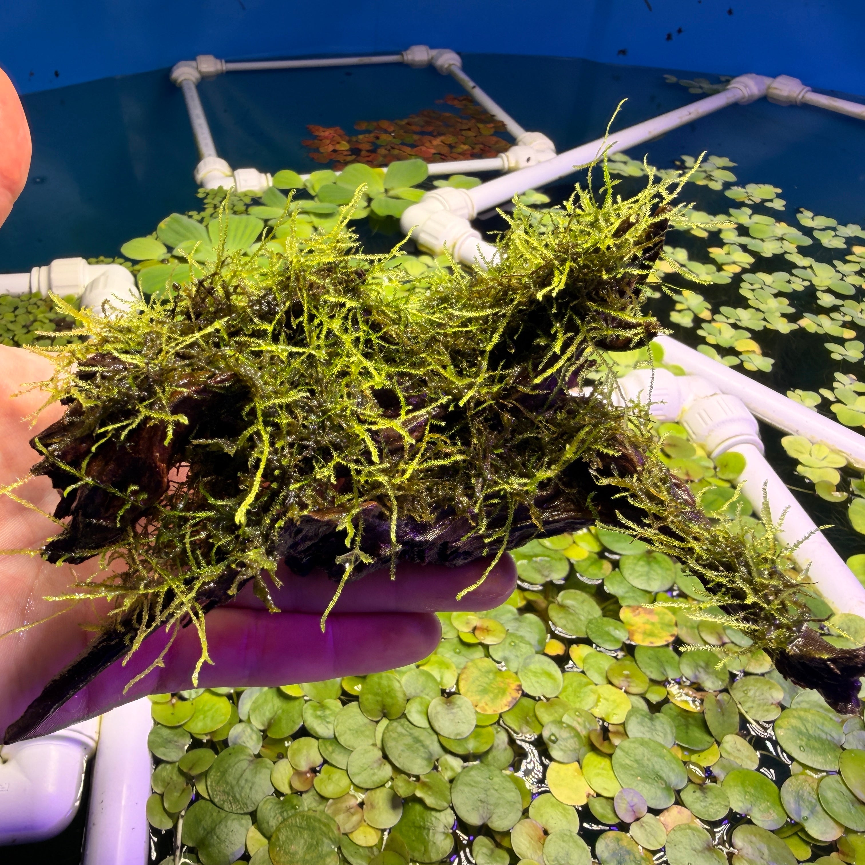 Weeping Moss Grown on Bog Wood (Vesicularia ferriei)