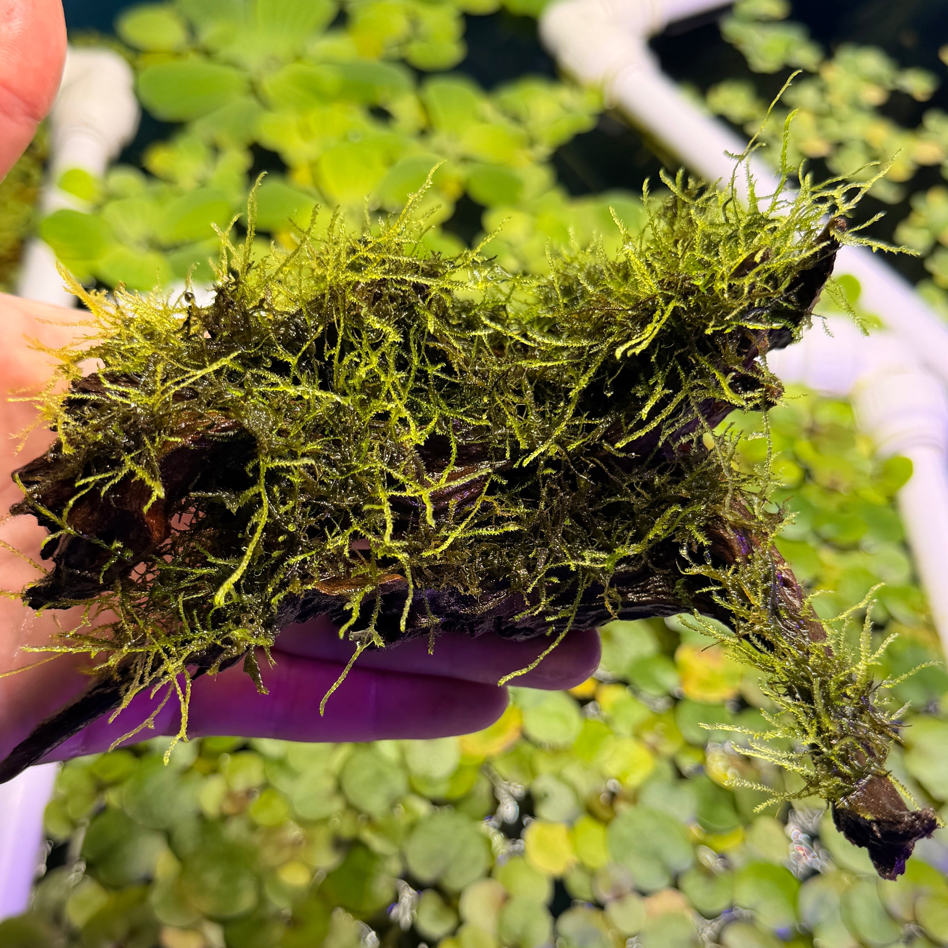 Weeping Moss Grown on Bog Wood (Vesicularia ferriei)