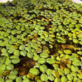 Salvinia Natans Water Fern x50 Plants