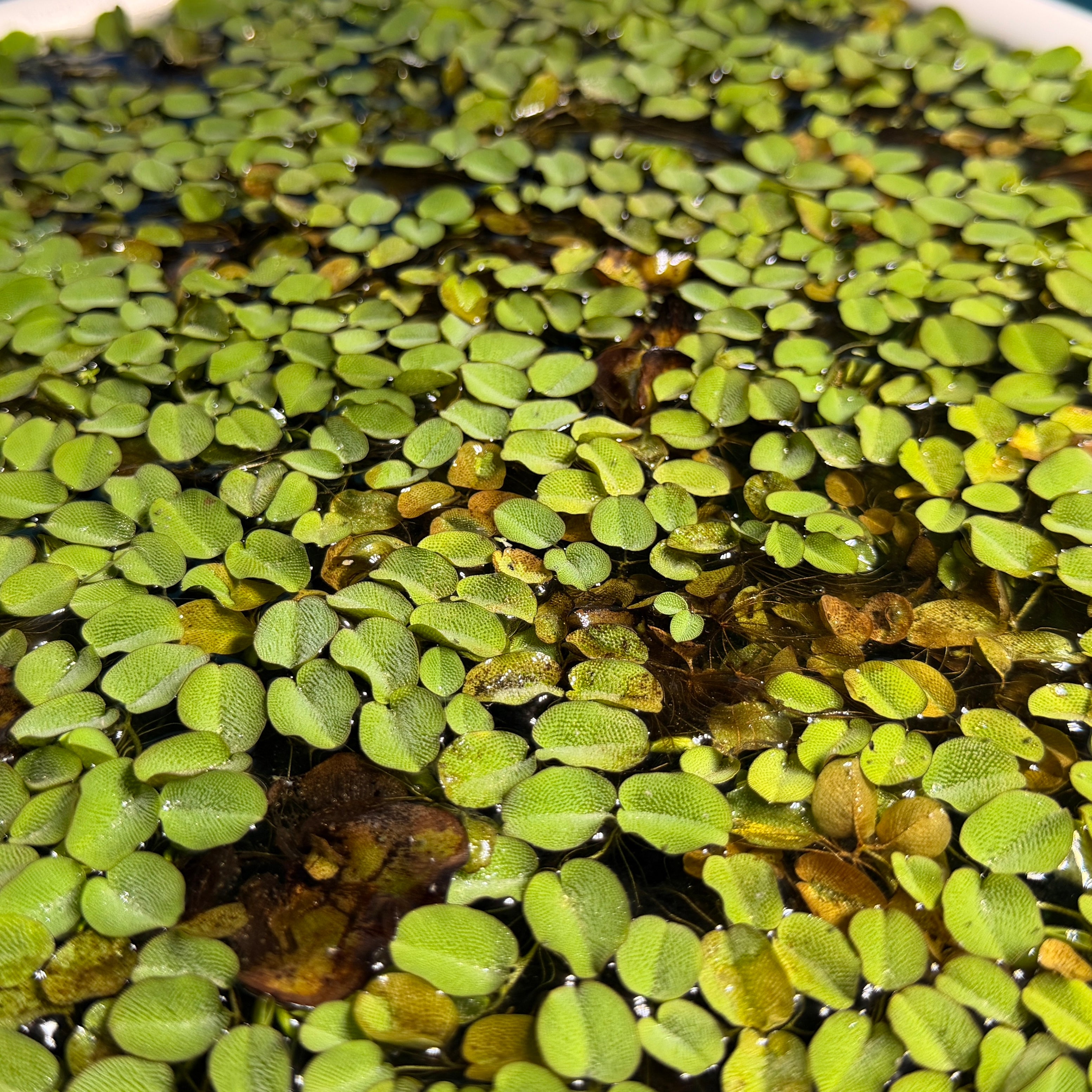 Salvinia Natans Water Fern x50 Plants