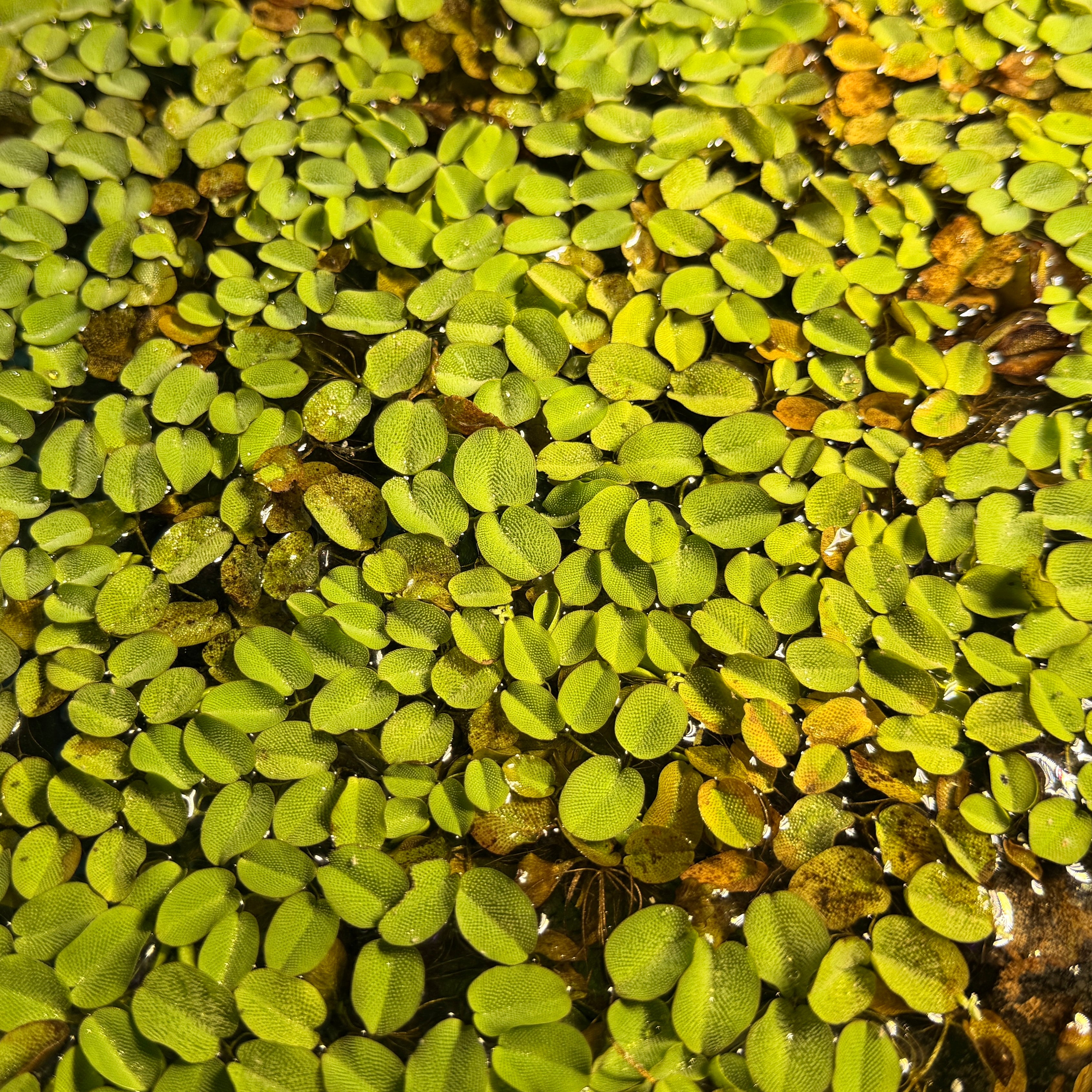 Salvinia Natans Water Fern x50 Plants