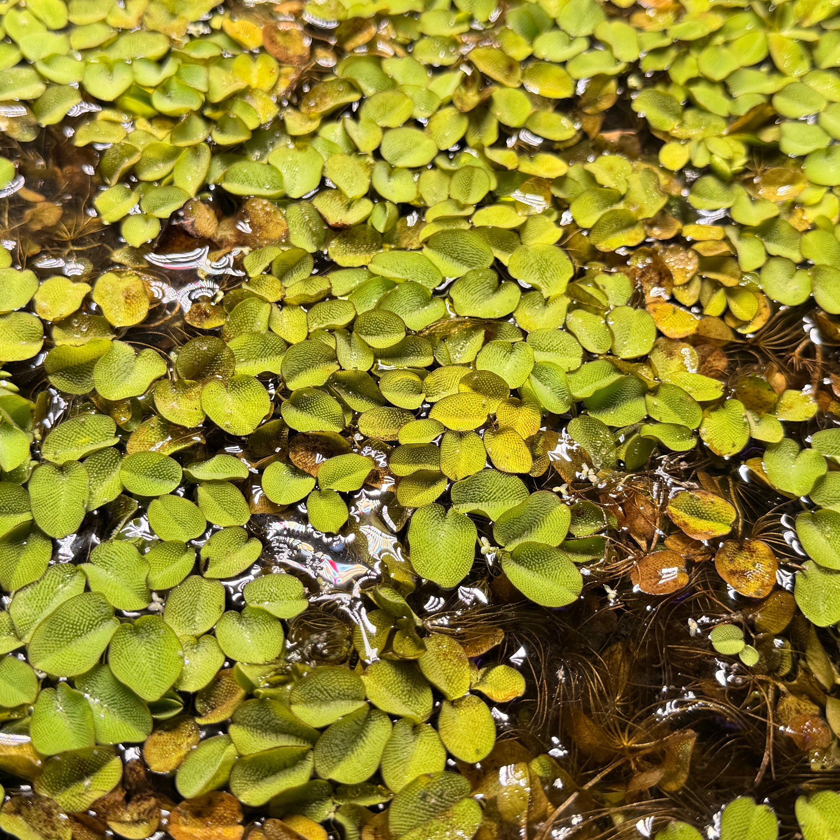 Salvinia Natans Water Fern x50 Plants